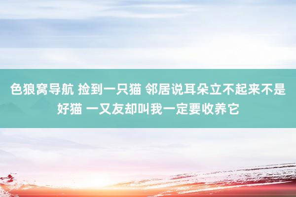 色狼窝导航 捡到一只猫 邻居说耳朵立不起来不是好猫 一又友却叫我一定要收养它